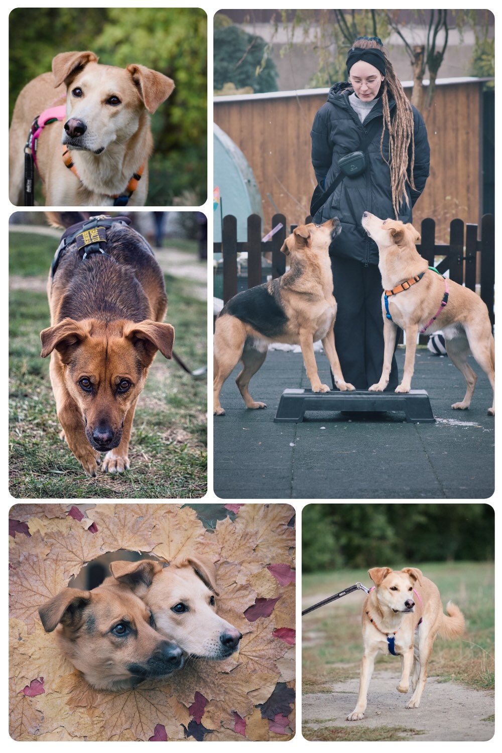 Ania - Trenerka psów